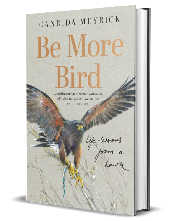 Be More Bird: Life Lessons from a Hawk